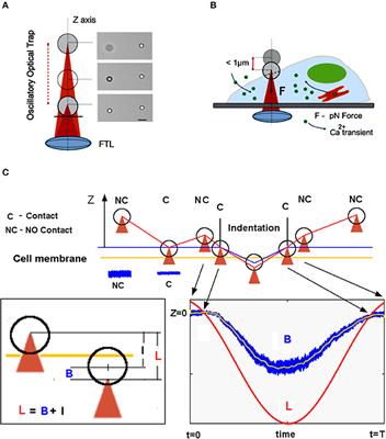 Cell Mechanotransduction With Piconewton Forces Applied by Optical Tweezers